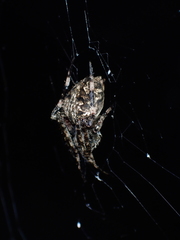 Araneus ventricosus