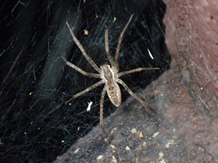 Dendrolycosa robusta