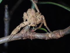 Heteropoda onoi