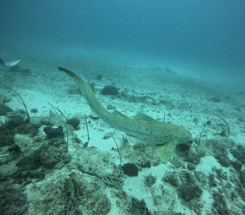 Leopard shark