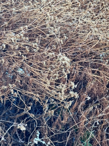 Argyranthemum haematomma, photograph 2