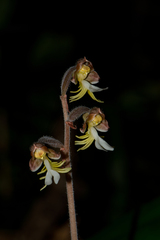 Anoectochilus formosanus