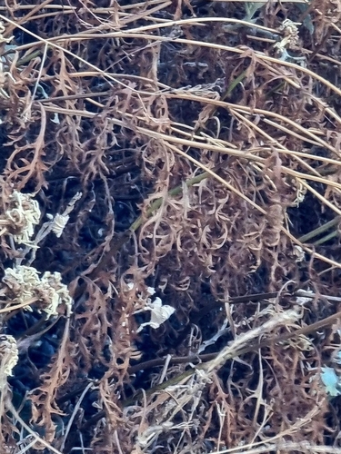 Argyranthemum haematomma, photograph 3