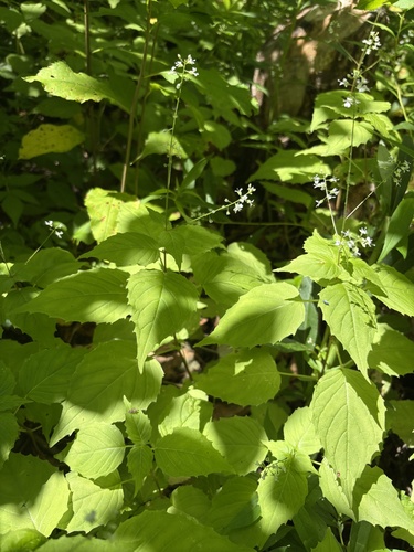 Circaea × sterilis iNat (1)