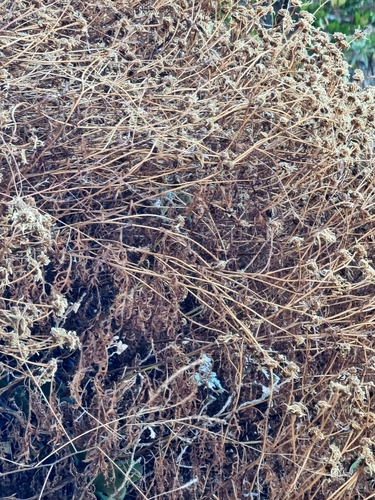 Argyranthemum haematomma, photograph 4