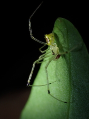 Thwaitesia margaritifera