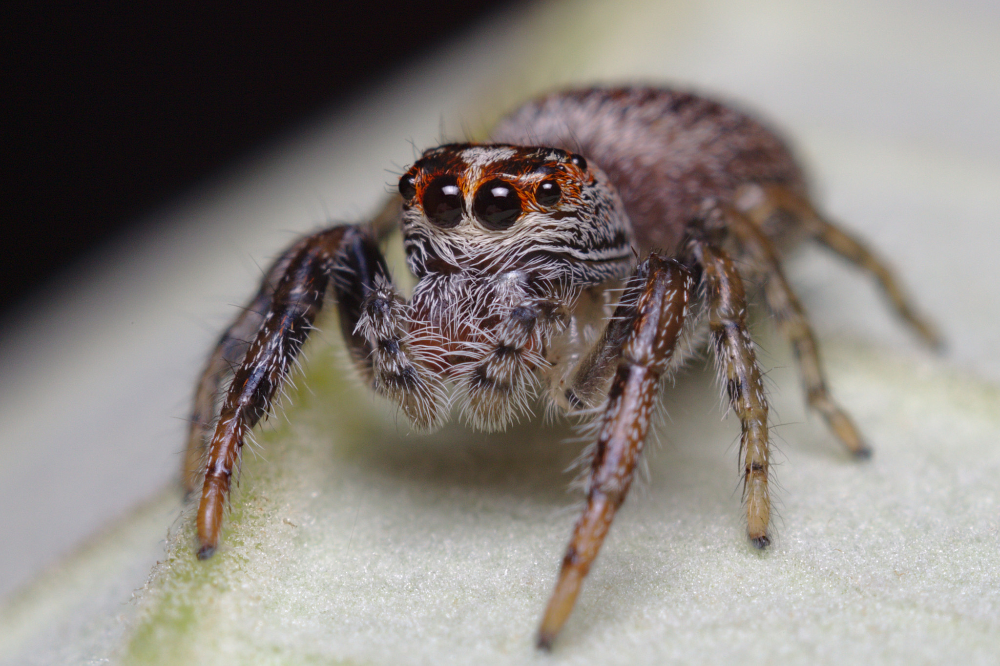 SPIDERS べったん めんこ SPIDERS べったん めんこ Beware of spider