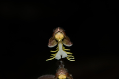 Anoectochilus formosanus