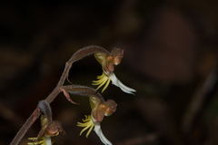 Anoectochilus formosanus