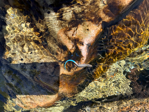 iNaturalist observation photo of Gilbert's Skink