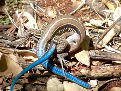 Pholidoscelis auberi ustulata