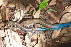 Pholidoscelis auberi ustulata