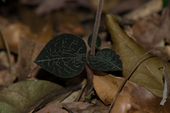 Anoectochilus formosanus