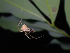 Thwaitesia margaritifera