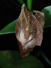 Hamadruas hieroglyphica