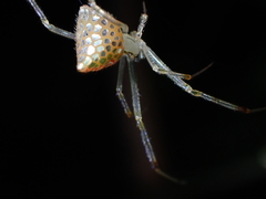 Thwaitesia margaritifera