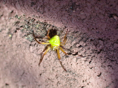 Araneus viridiventris
