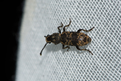 Xylinada