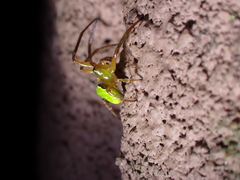 Araneus viridiventris