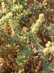 Suaeda aegyptiaca