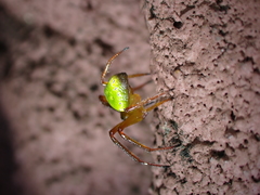 Araneus viridiventris