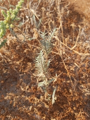 Aeluropus lagopoides