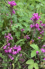Pedicularis punctata