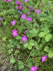 Geranium collinum