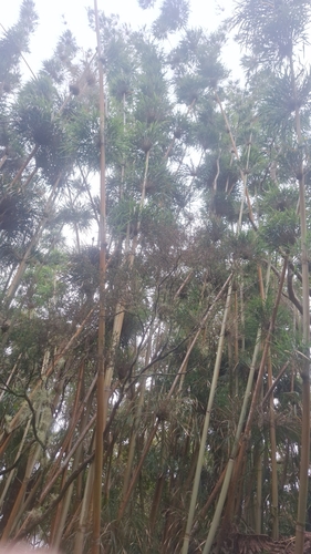 Tufty bamboo (Nastus borbonicus)