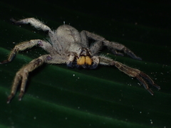 Heteropoda onoi