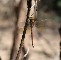 Anaciaeschna jaspidea