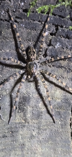 Photo of Dark Fishing Spider