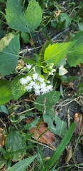 Ageratina altissima