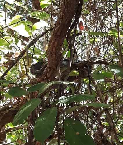 Chicken Snake