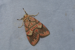Barsine fuscozonata