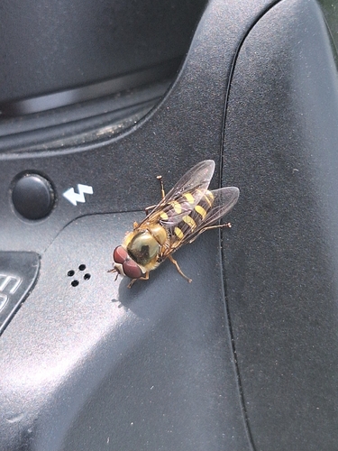 Unknown species found near West Glacier, MT 59936, USA