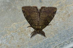 Ilema olivacea