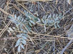 Astragalus douglasii parishii