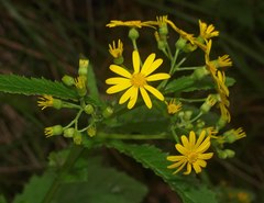 Senecio rufiglandulosus