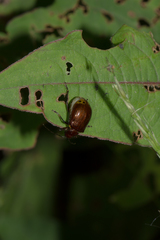 Gallerucida singularis