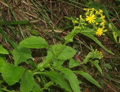 Senecio rufiglandulosus