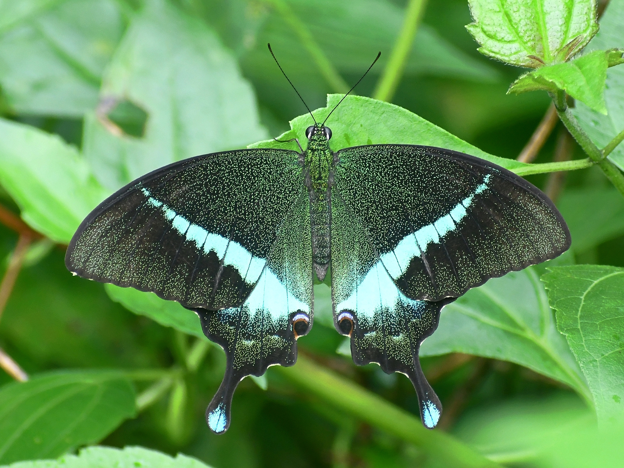 Common Banded Peacock