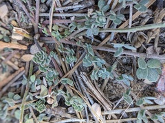 Astragalus douglasii parishii