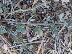 Astragalus douglasii parishii