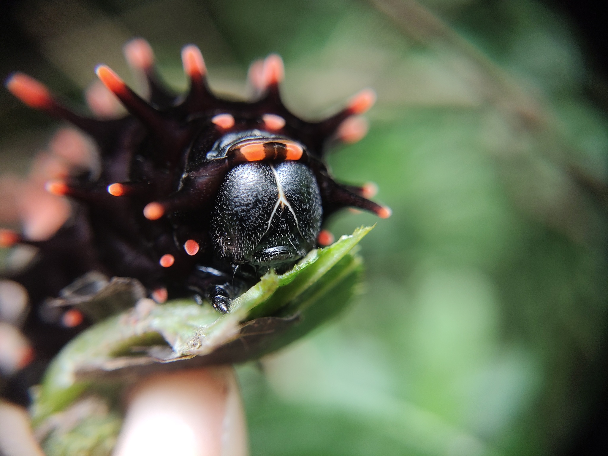 Sahyadri Birdwing