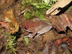 Pristimantis crenunguis