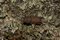 Velutinodorcus carinulatus