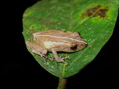 Pristimantis luteolateralis