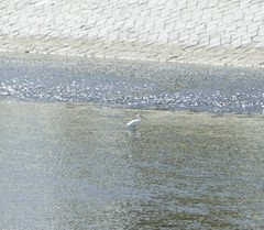 Egretta garzetta