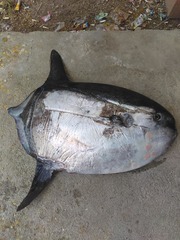 Masturus lanceolatus